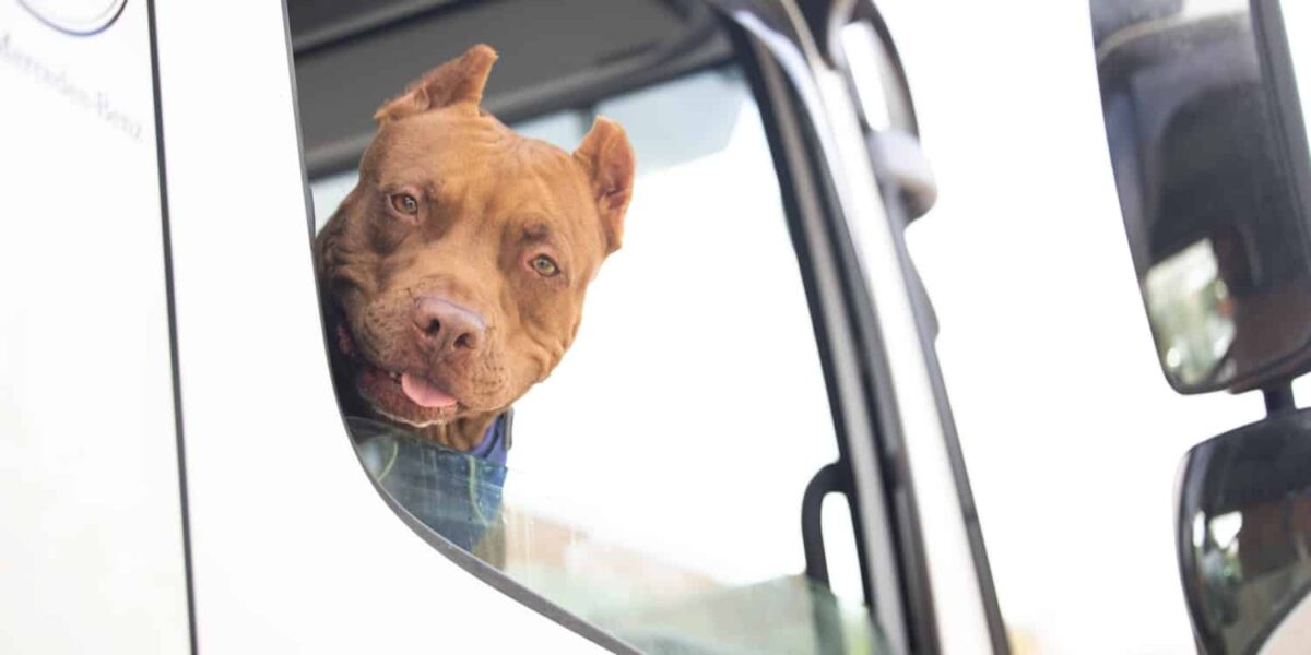 Tips for Trucking With Pets