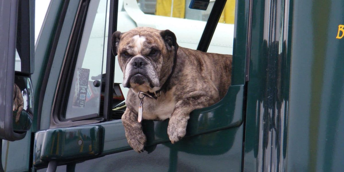 Pros and Cons of Trucking With Pets